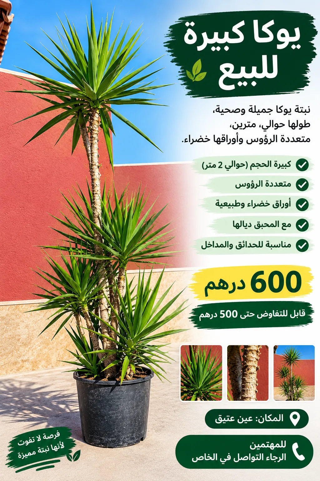 Photo 1 de يوكا جميلة
