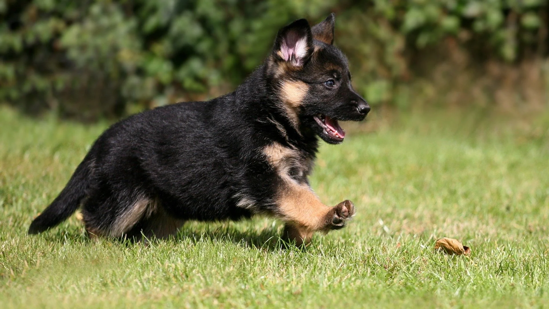 Chien berger allemand pure race 