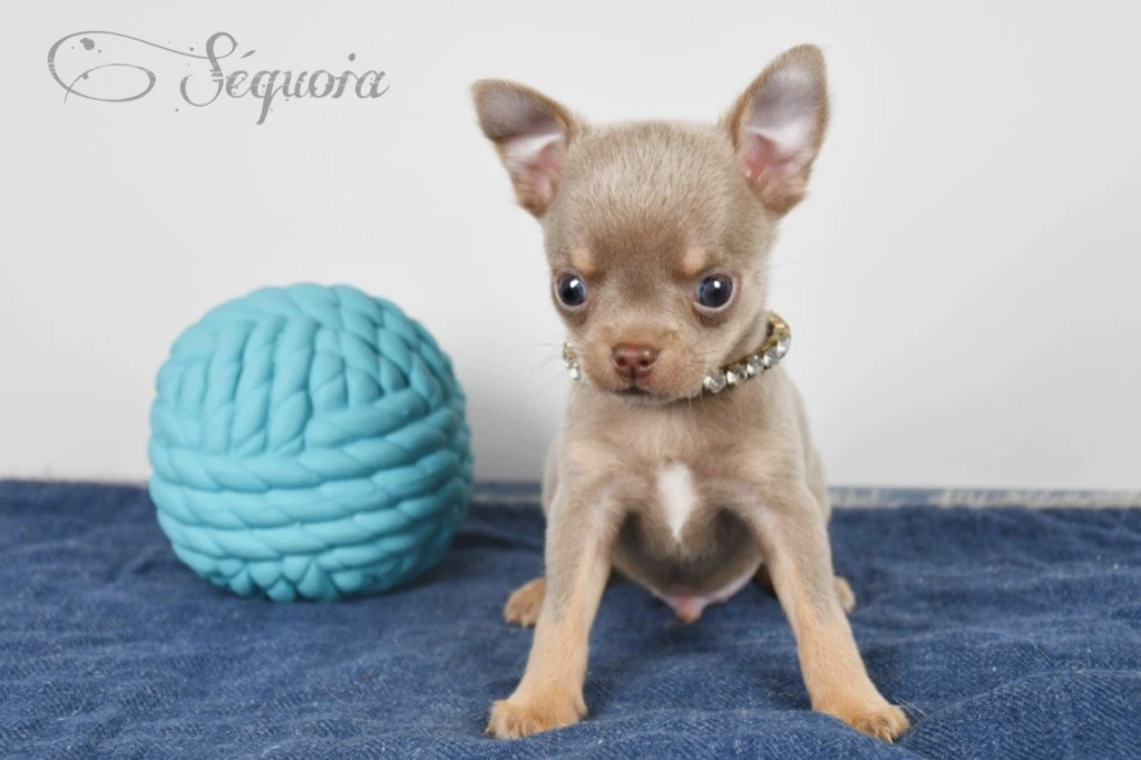 Chiots Chihuahua toye race pure
