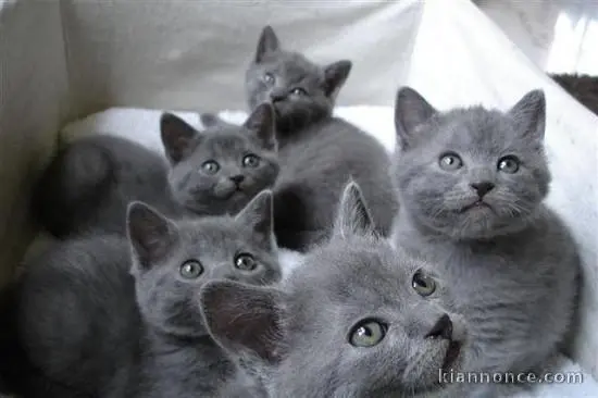 Chatons chartreux race pure
